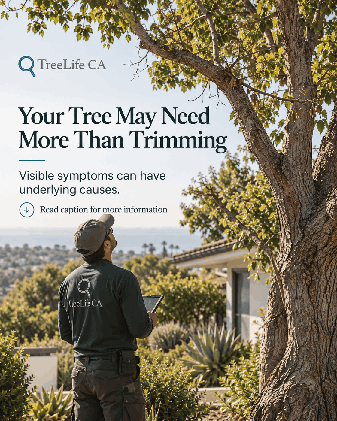 Treelife CA